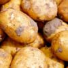 В Карагандинской области снизили цену на картофель сразу на 30%