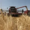 Цены на зерно растут ежедневно: в Минсельхозе рассказали о выгодах